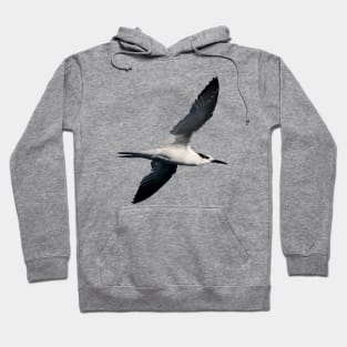 Sandwich Tern Seagull Bird In Flight Cut Out Hoodie